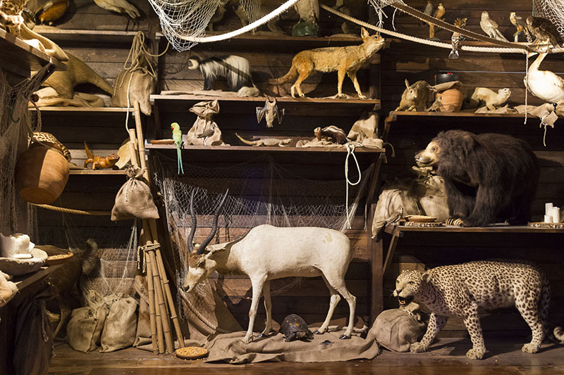 Taxidermiste Tourouvre au Perche