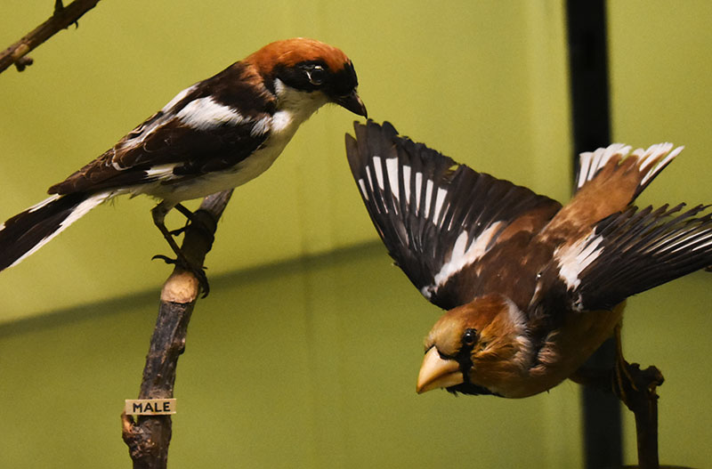 Taxidermie Tourouvre au Perche